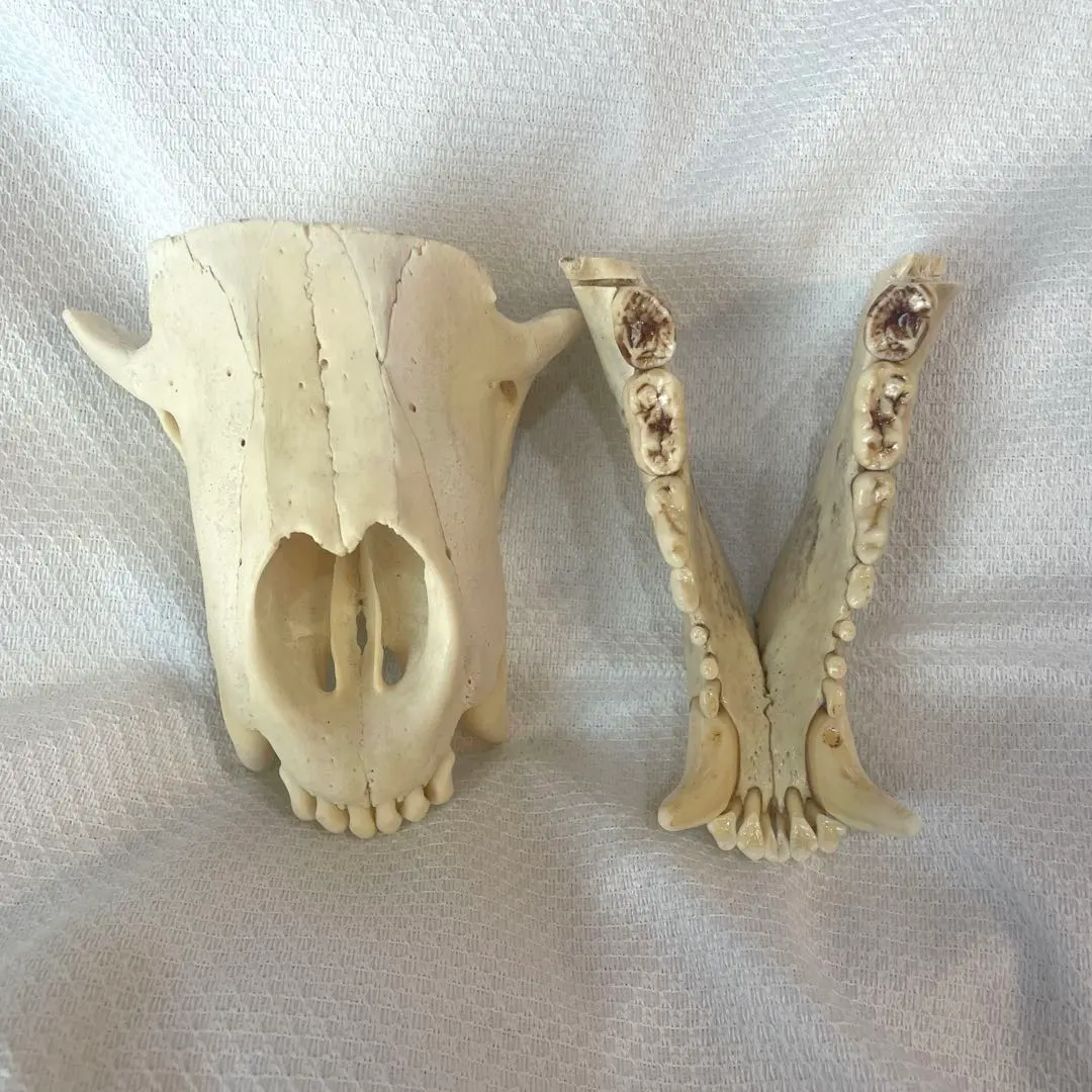 2026年最新】ツキノワグマ 骨の人気アイテム - メルカリ