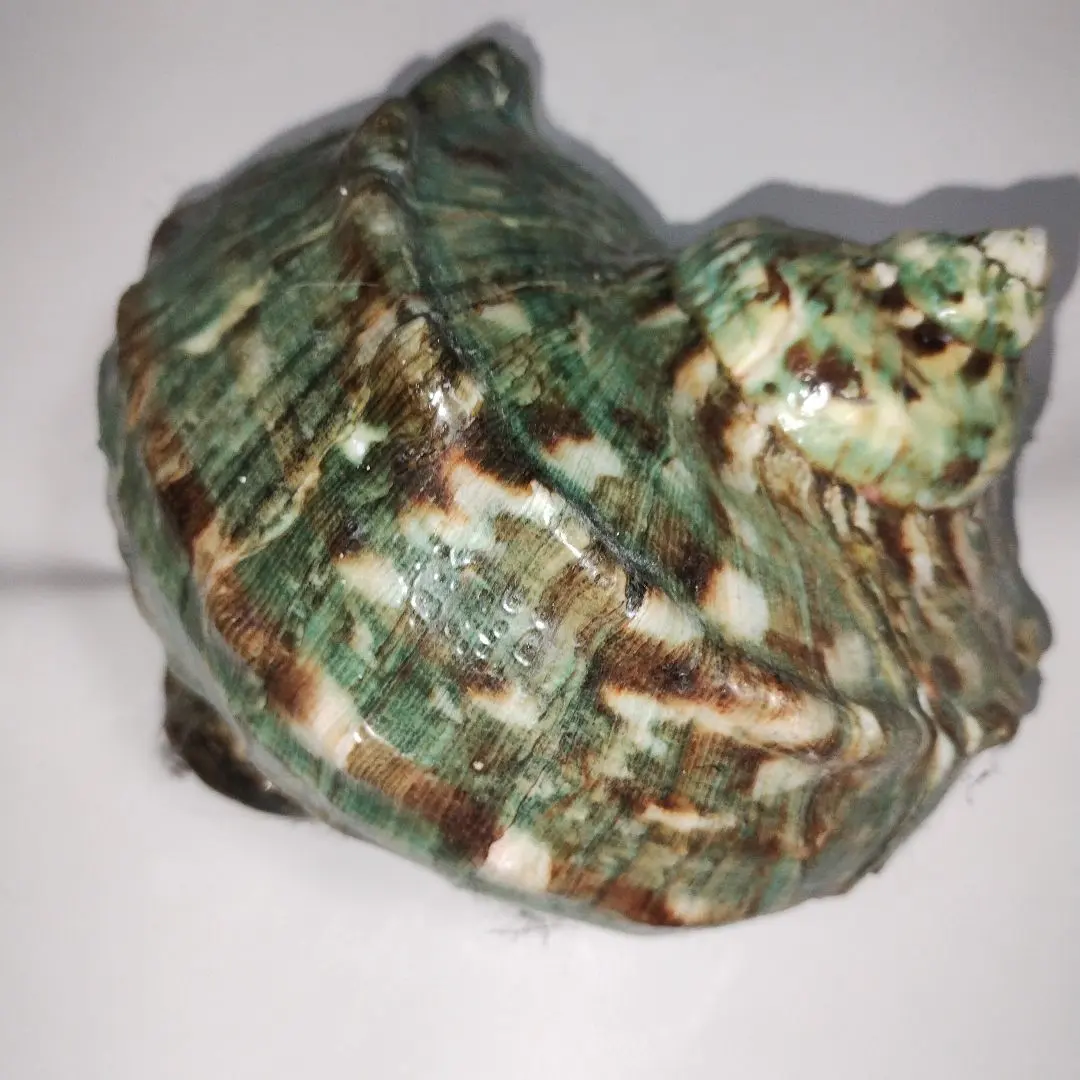 2026年最新】夜光貝蓋の人気アイテム - メルカリ