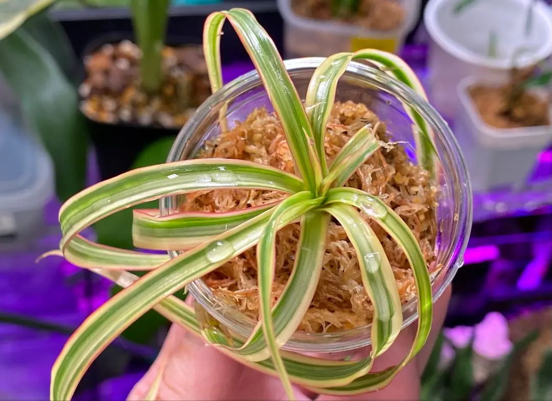 2026年最新】ドラセナ キュンティの人気アイテム - メルカリ