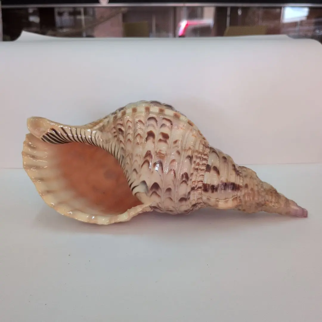 2026年最新】法螺貝標本の人気アイテム - メルカリ