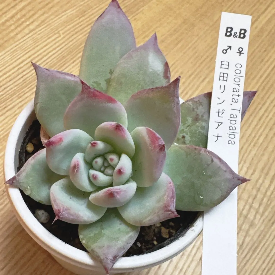 2026年最新】臼田リンゼアナの人気アイテム - メルカリ