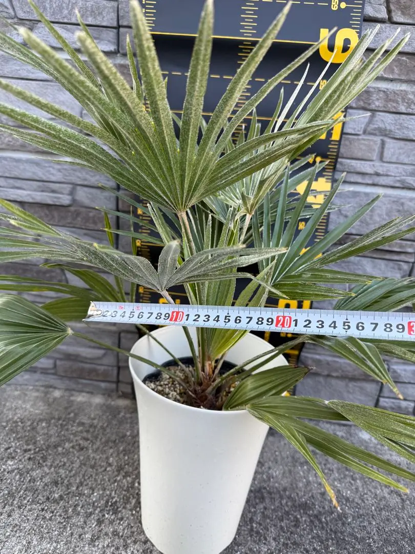 2026年最新】チャメヤシの人気アイテム - メルカリ