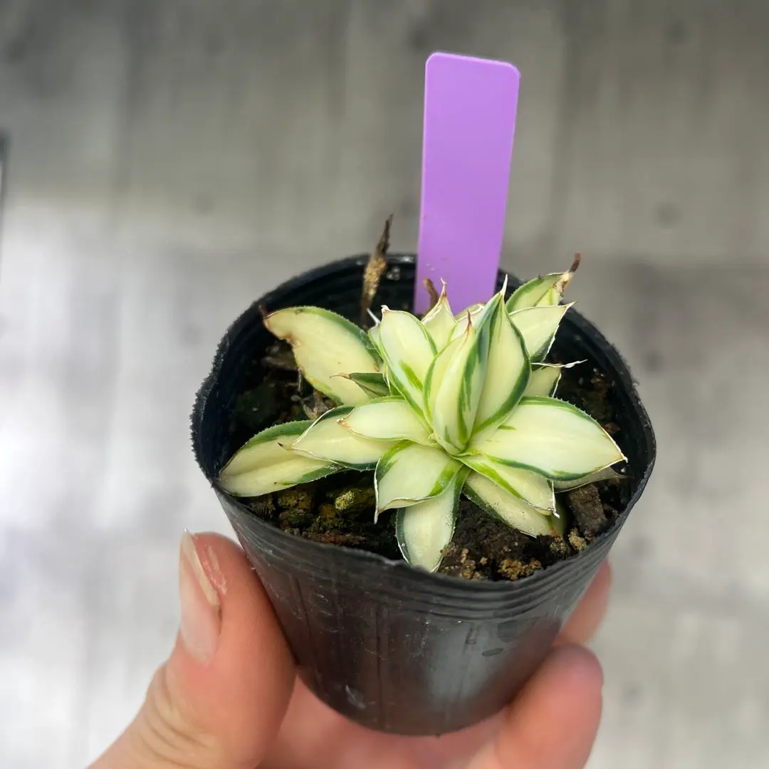 2026年最新】姫乱れ雪 アガベの人気アイテム - メルカリ