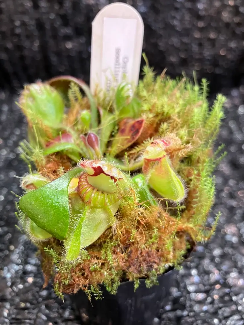 2026年最新】セファロタス giantの人気アイテム - メルカリ