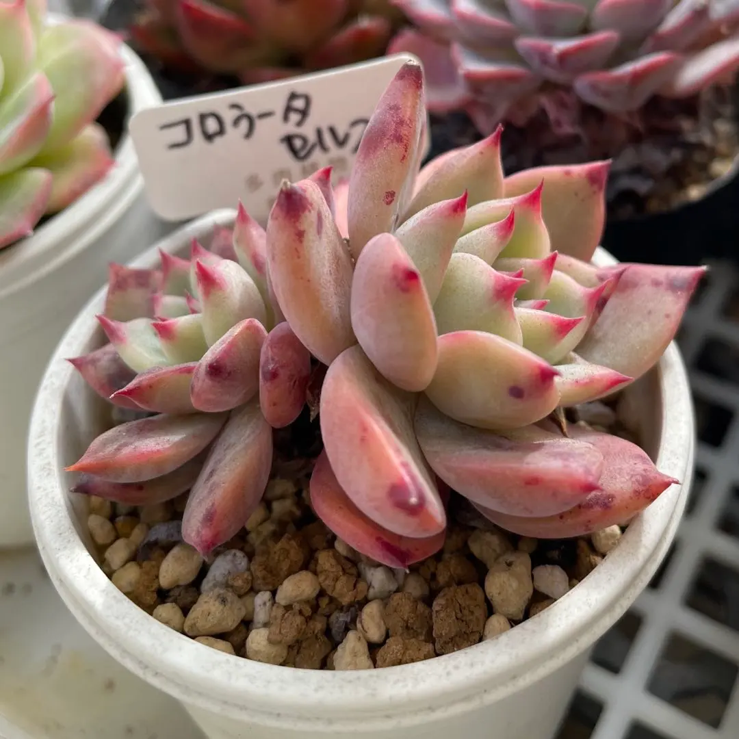 2026年最新】コロラータ 錦玉園の人気アイテム - メルカリ