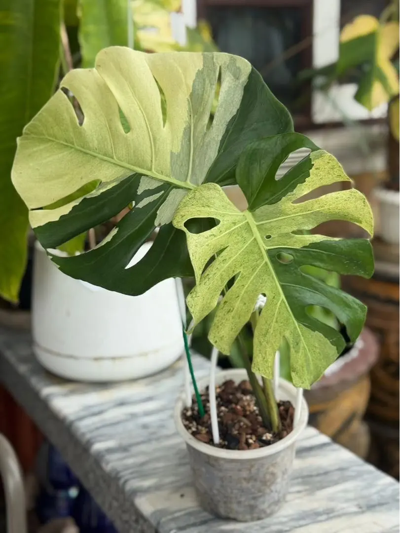 2026年最新】デリシオーサ ホワイトティアーズの人気アイテム - メルカリ