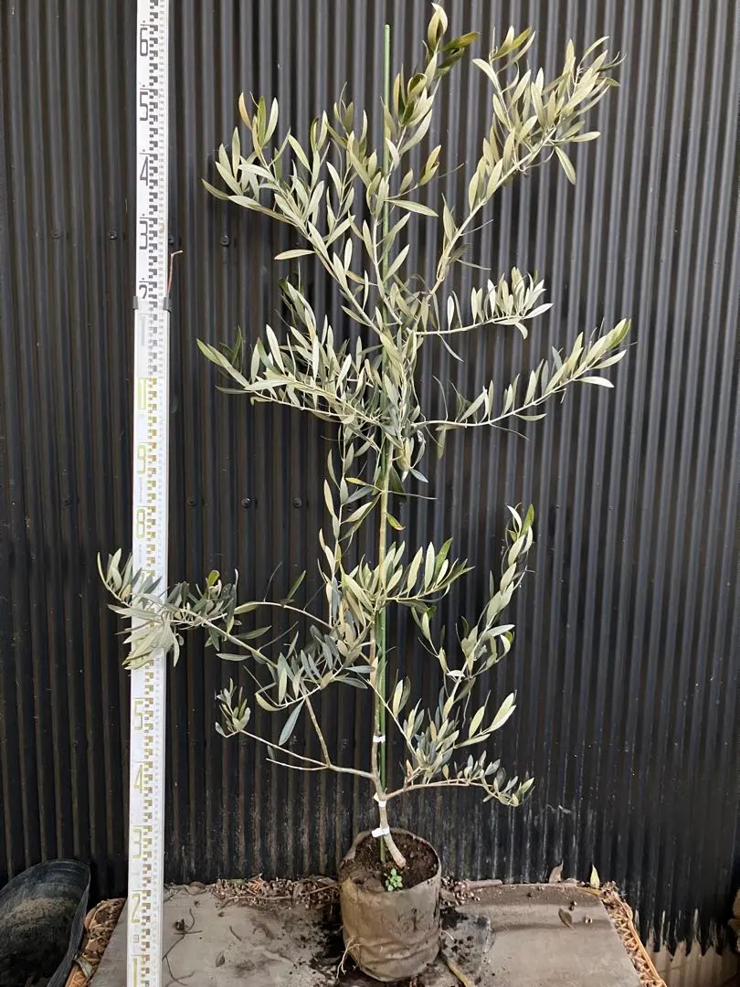 2026年最新】オリーブ苗木 カラマタの人気アイテム - メルカリ