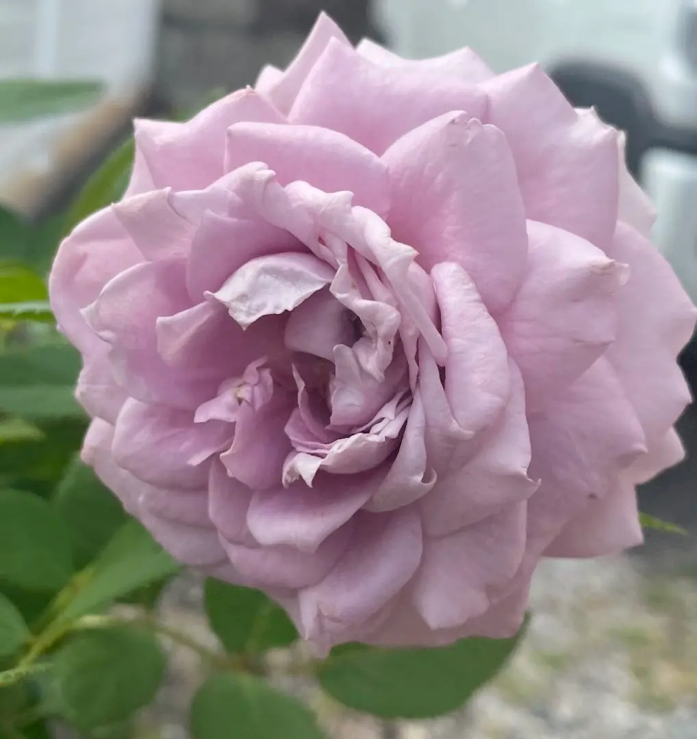 2026年最新】ノヴァーリス苗の人気アイテム - メルカリ