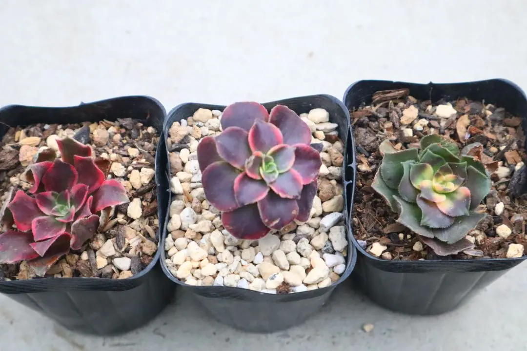 2026年最新】香妃錦の人気アイテム - メルカリ