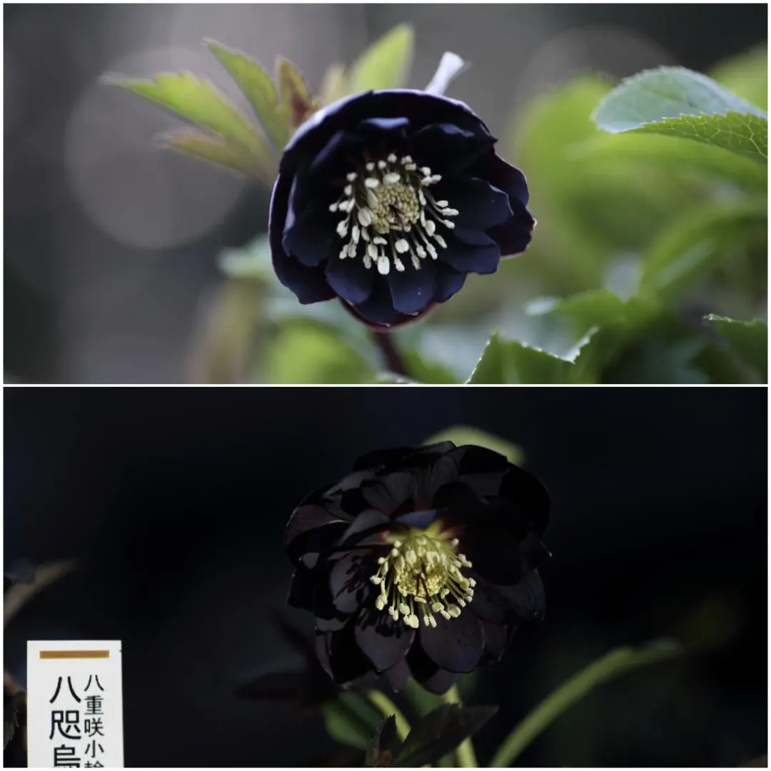 2026年最新】八咫烏 クリスマスローズの人気アイテム - メルカリ