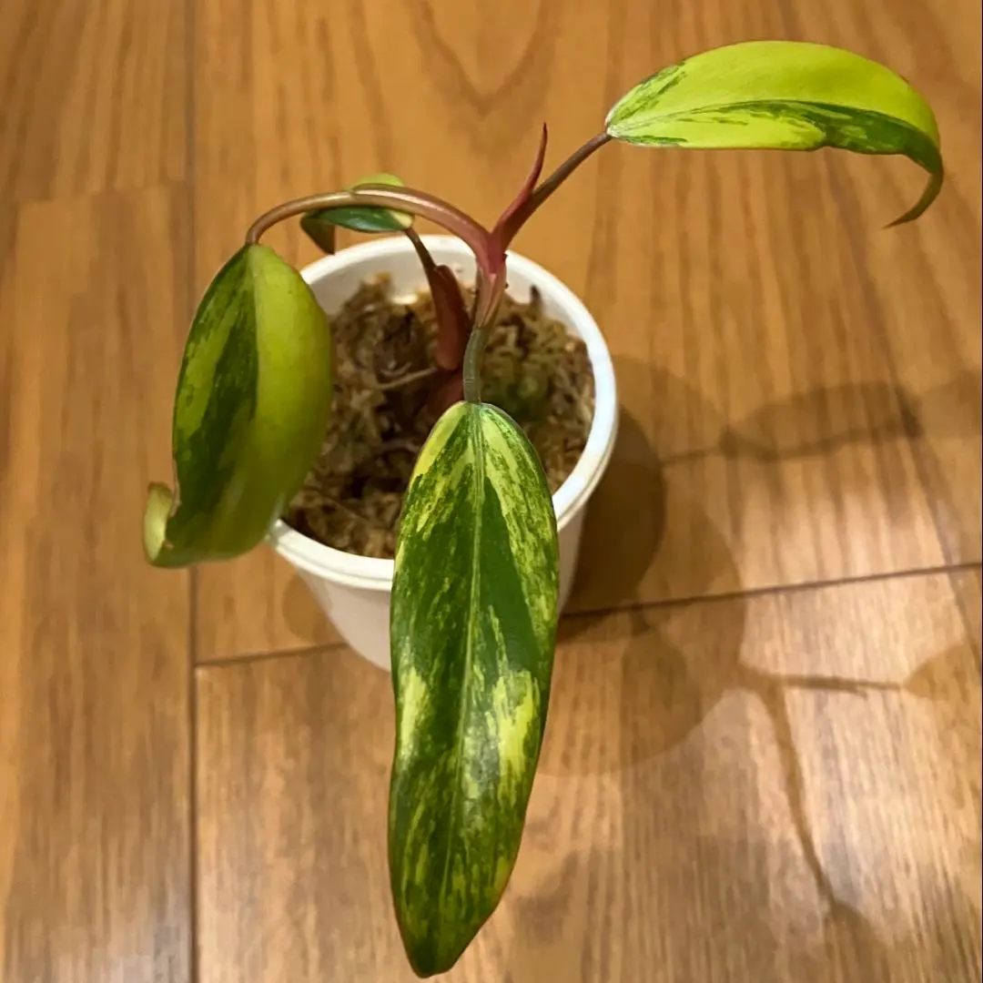 2026年最新】フィロデンドロン ストロベリーシェイクの人気アイテム