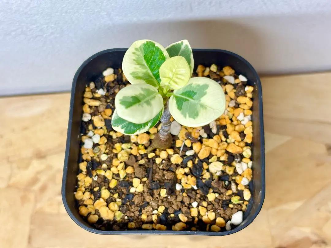 2026年最新】パンダガジュマル 斑入りの人気アイテム - メルカリ