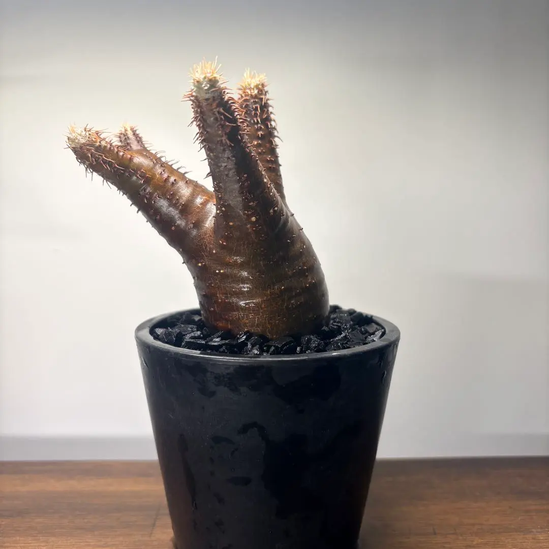 2026年最新】グラキリス ベアルートの人気アイテム - メルカリ