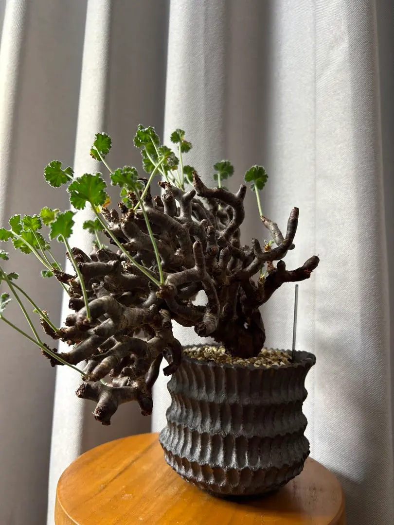 2026年最新】パキプス 発根済の人気アイテム - メルカリ