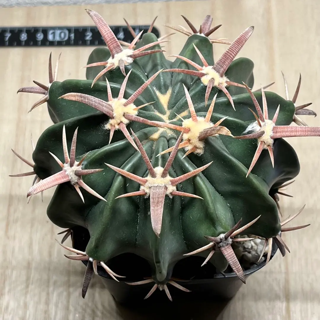 2026年最新】綾波 サボテンの人気アイテム - メルカリ