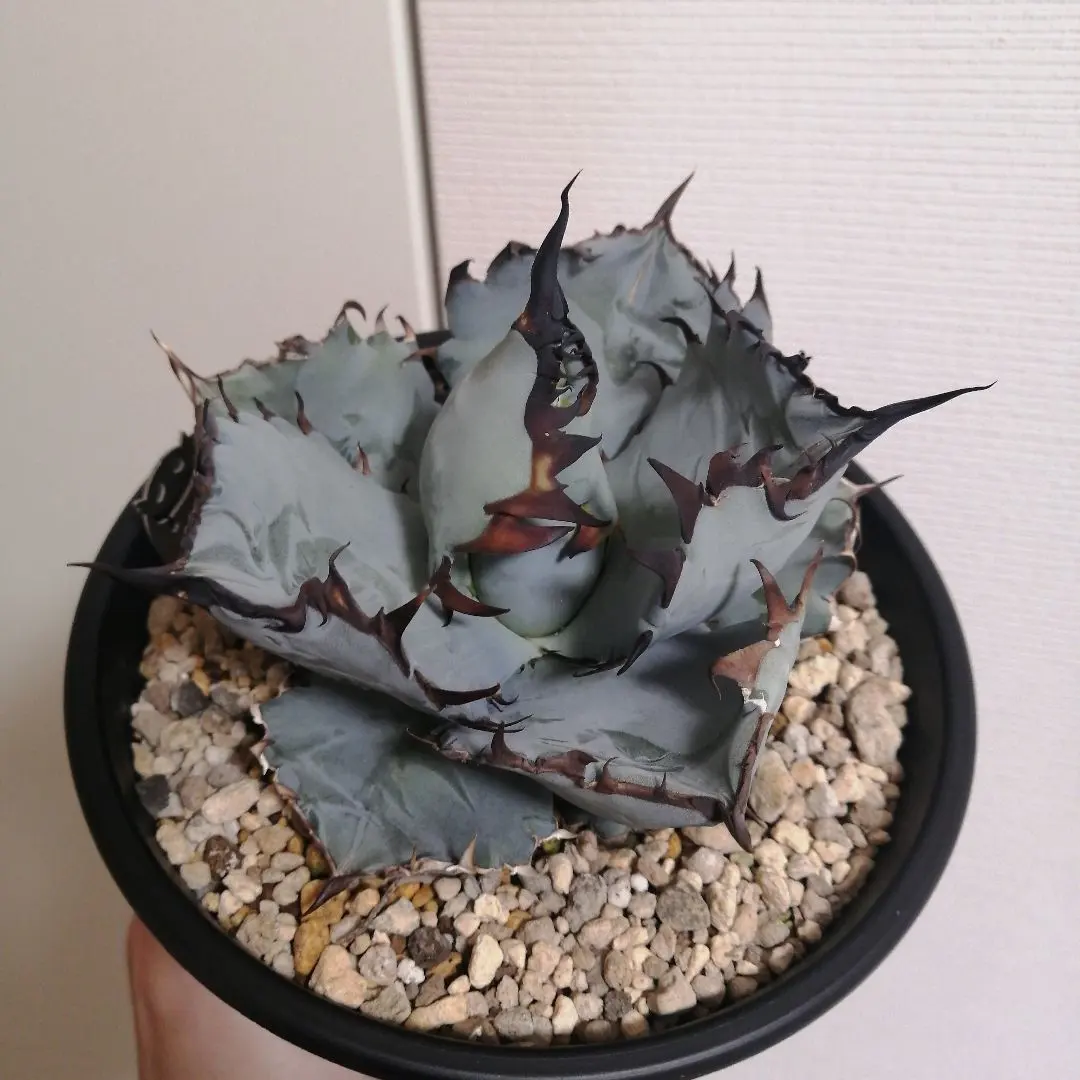 2026年最新】チタノタ ビーストの人気アイテム - メルカリ