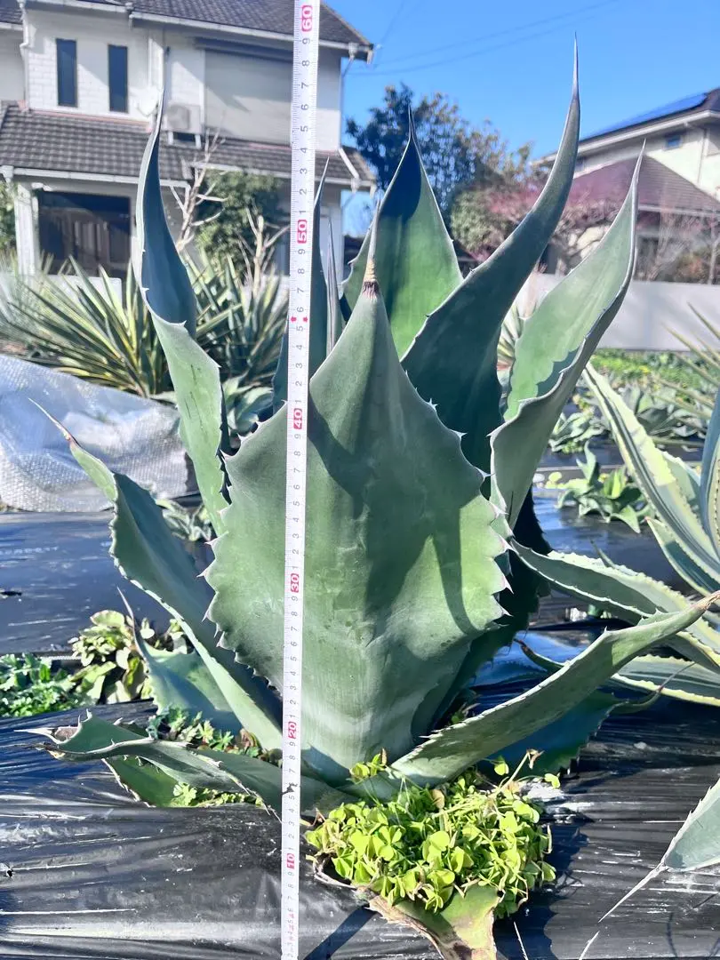 2026年最新】アガベ ミラビリスの人気アイテム - メルカリ