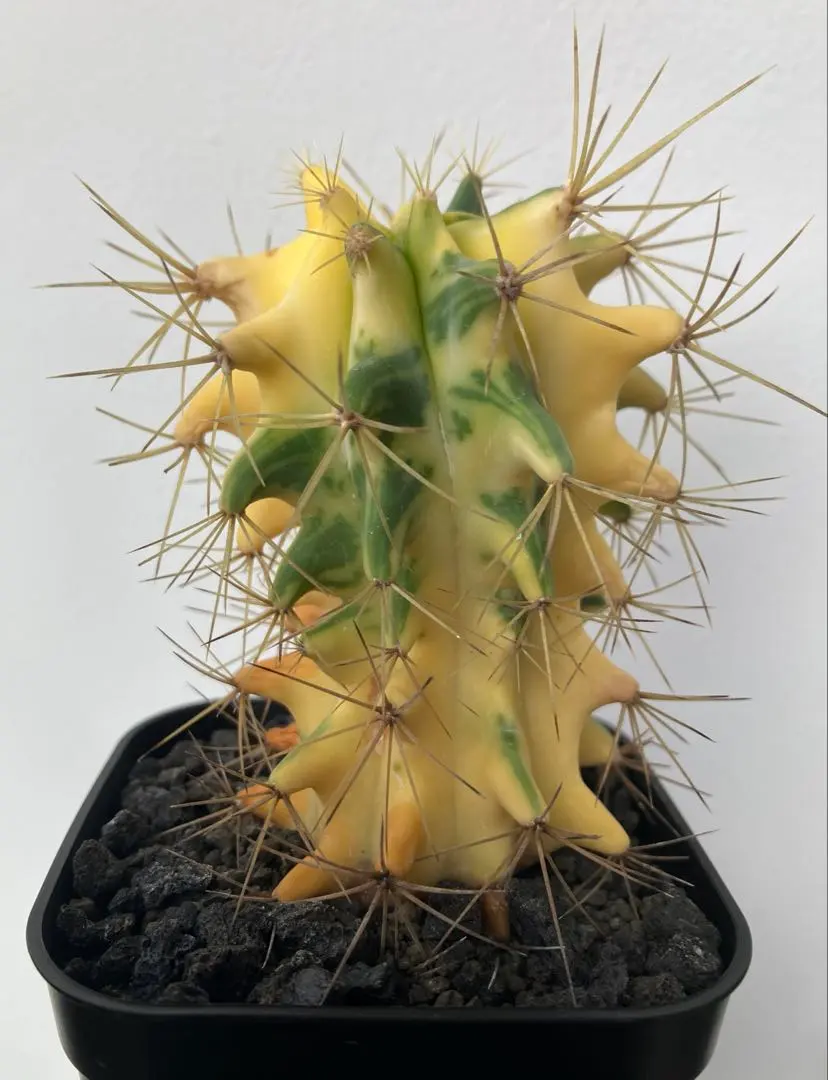 2026年最新】フェロカクタス 王冠竜の人気アイテム - メルカリ