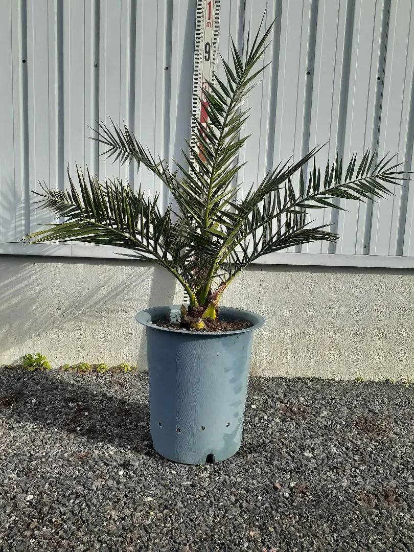 2026年最新】カナリーヤシの人気アイテム - メルカリ