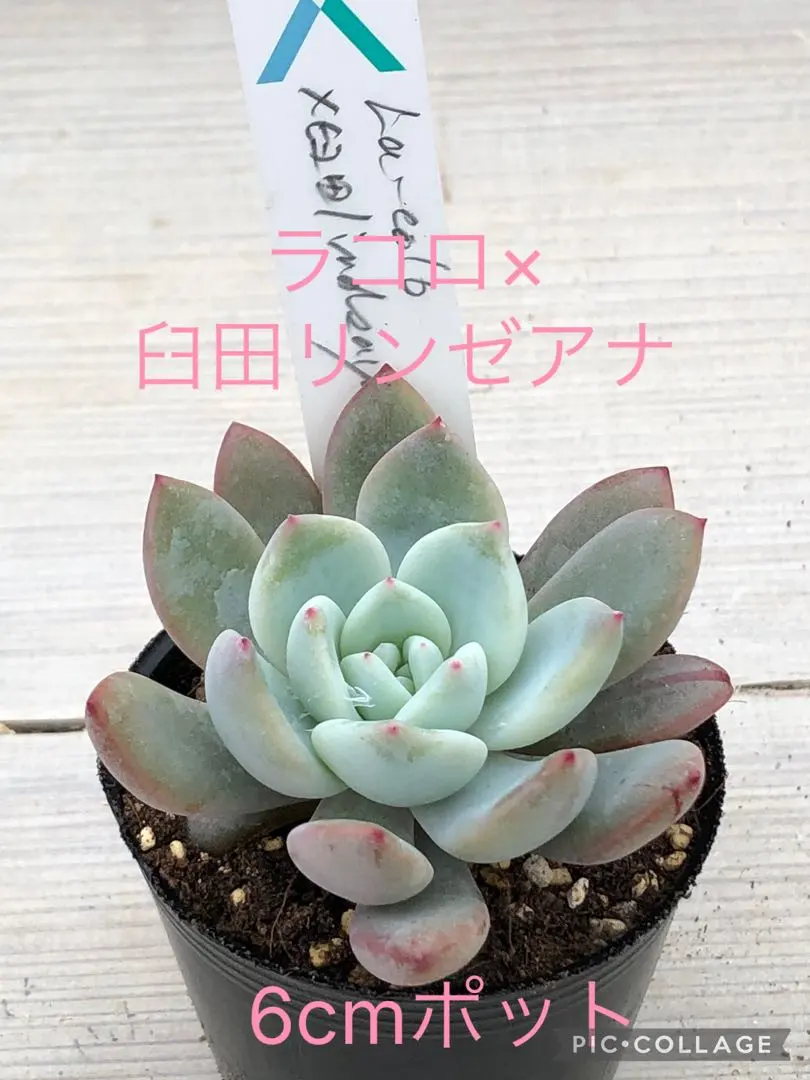 2026年最新】臼田リンゼアナの人気アイテム - メルカリ