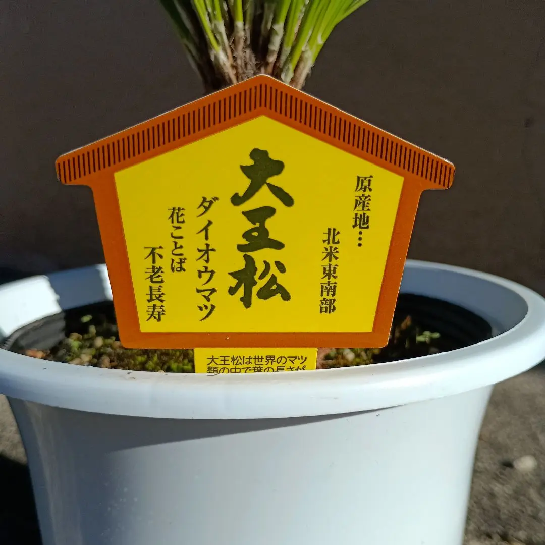 2026年最新】黒竹苗の人気アイテム - メルカリ