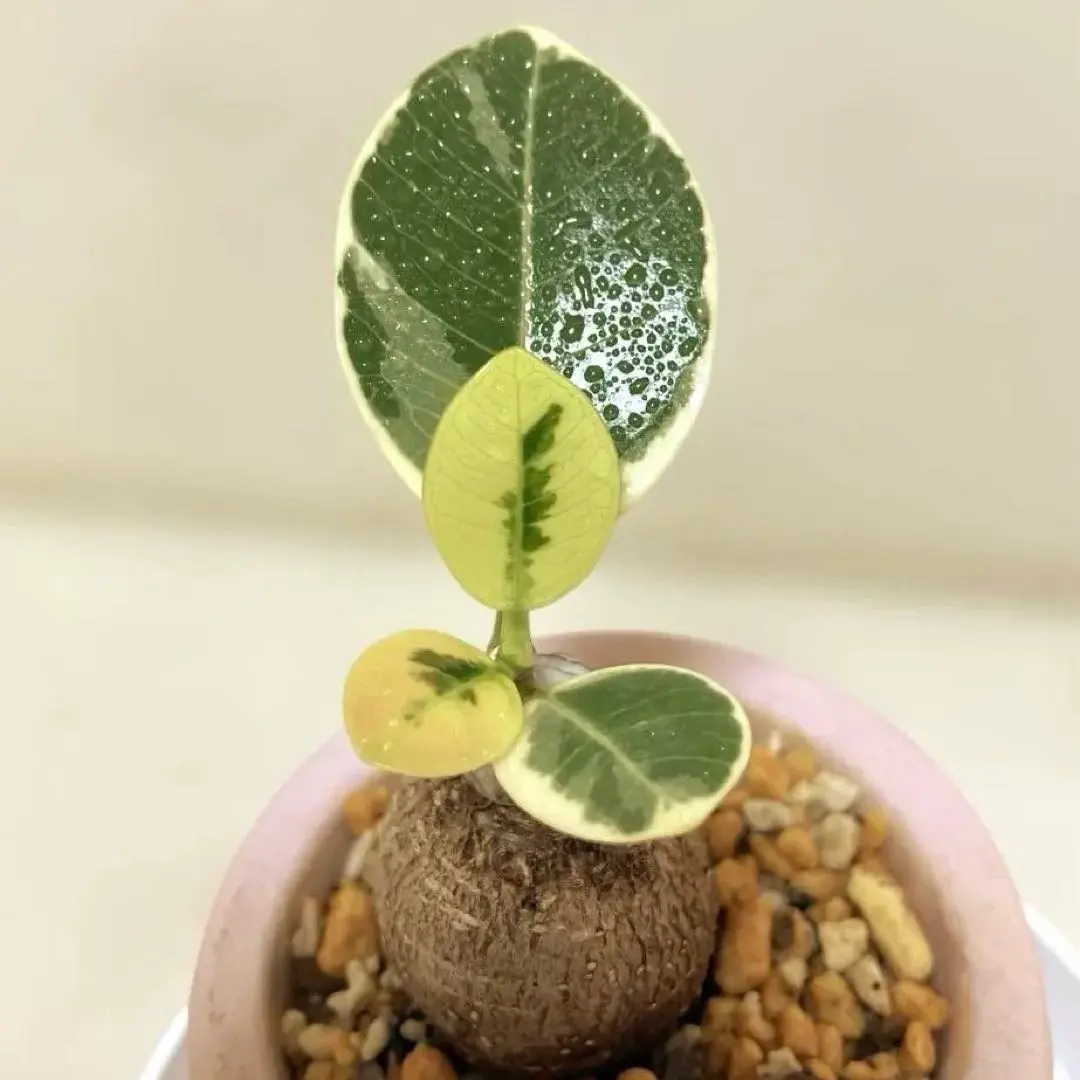 2026年最新】ガジュマル 斑入り パンダの人気アイテム - メルカリ