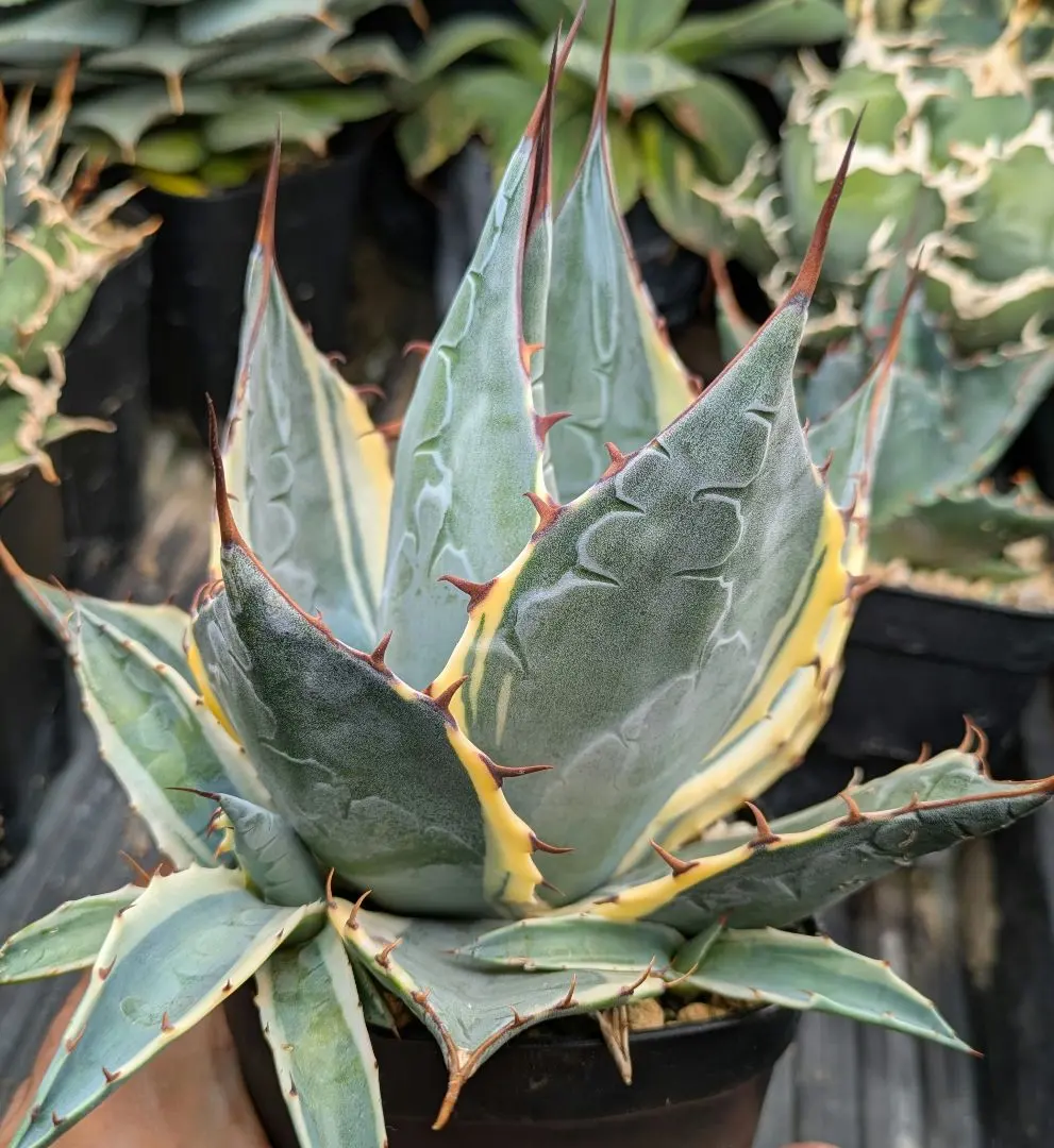 2026年最新】アガベ パラサナ インプレッショニストの人気アイテム