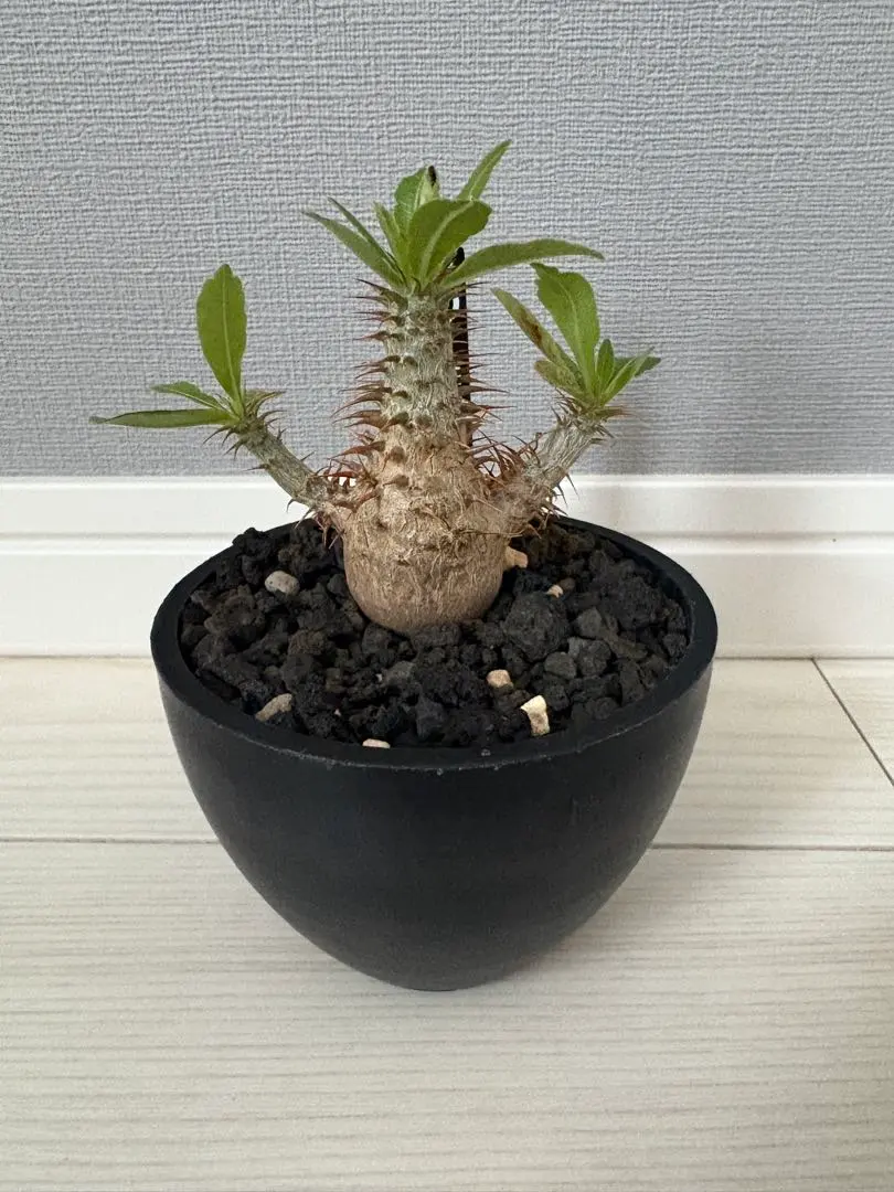 2026年最新】パキポディウム マカイエンセの人気アイテム - メルカリ