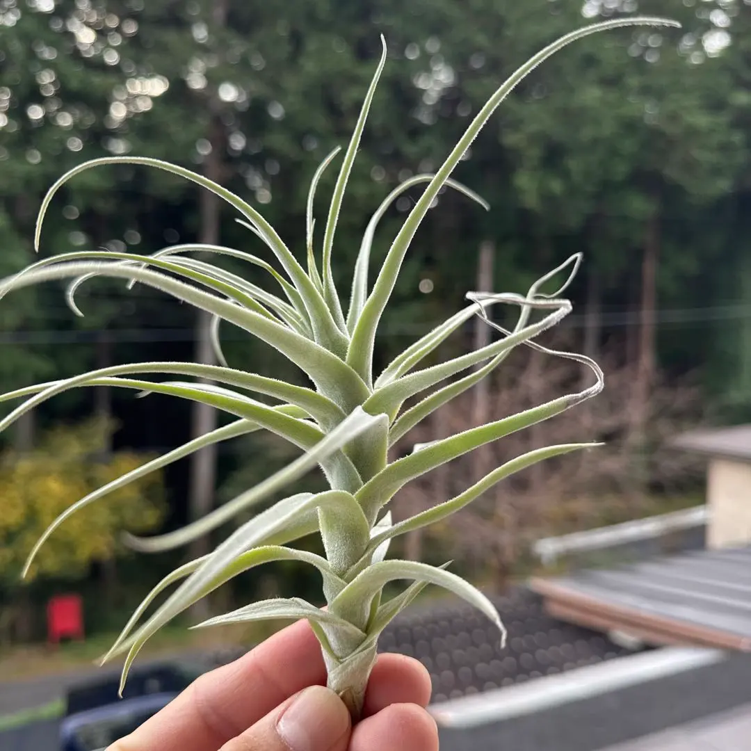 2026年最新】ストラミネアの人気アイテム - メルカリ