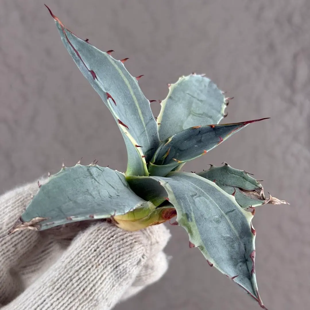 2026年最新】オバティフォリア ハイブリッドの人気アイテム - メルカリ