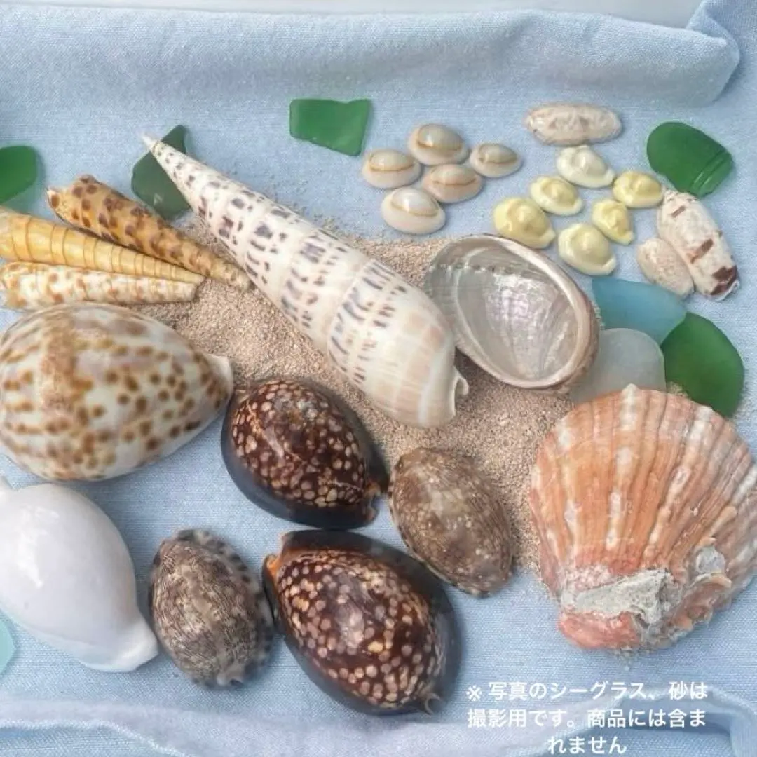 2026年最新】ハチジョウダカラの人気アイテム - メルカリ