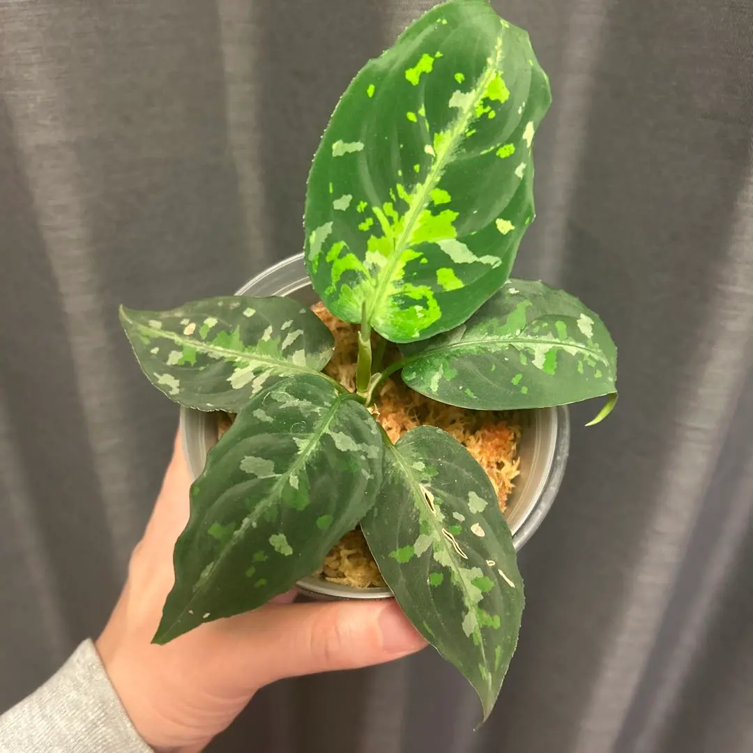 2026年最新】アグラオネマピクタムの人気アイテム - メルカリ