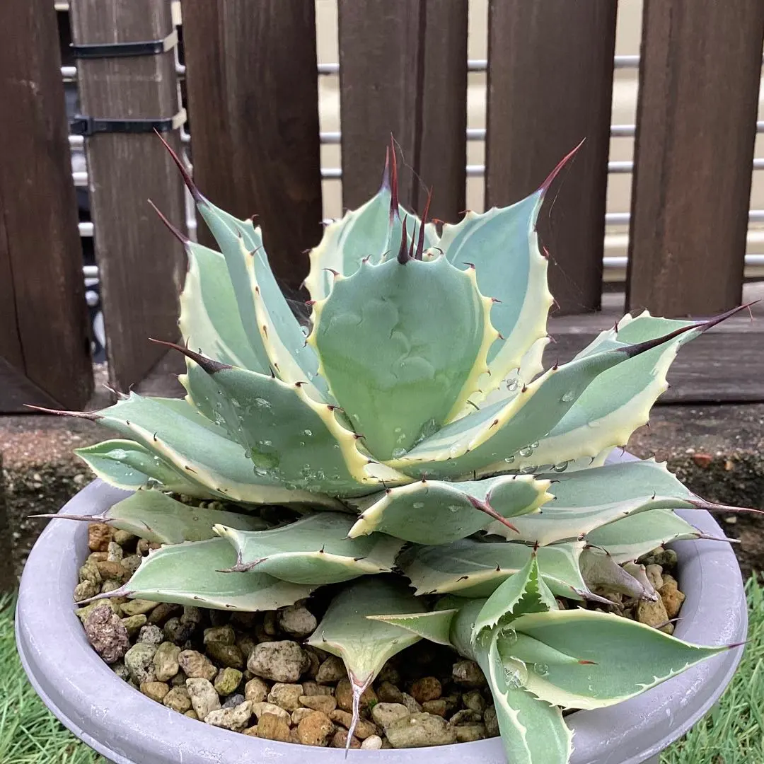 2026年最新】アガベアイスクリームの人気アイテム - メルカリ