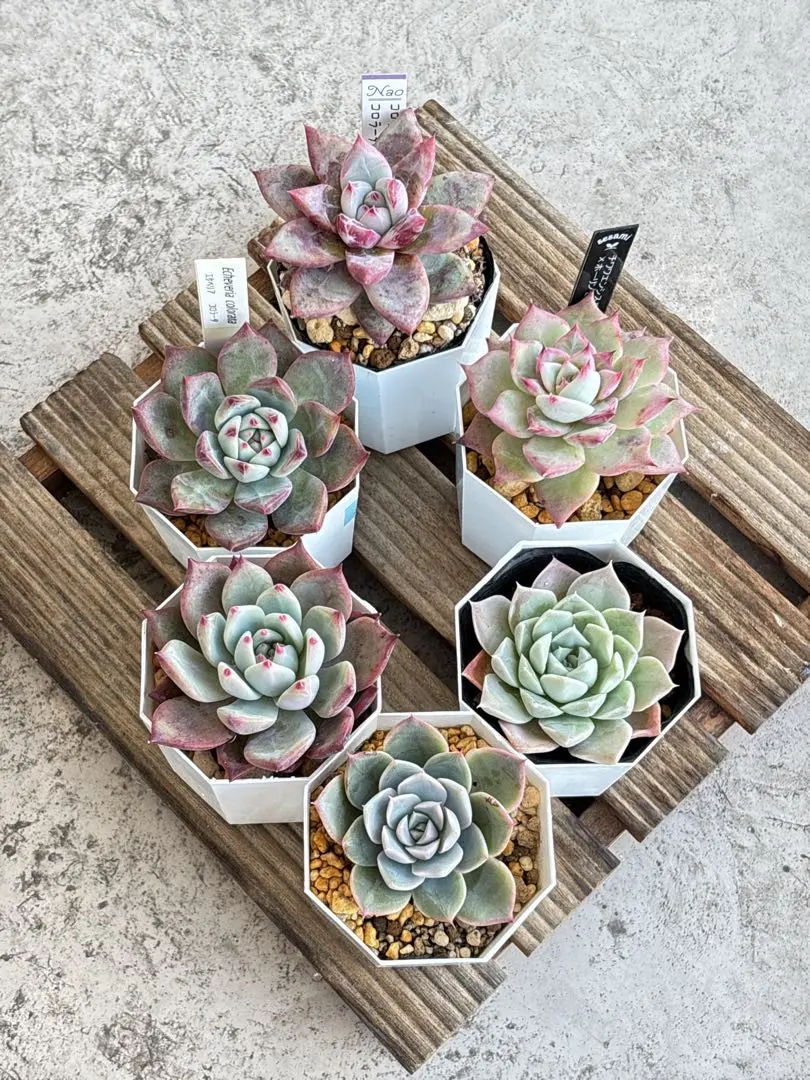 2026年最新】トラントンゴの人気アイテム - メルカリ