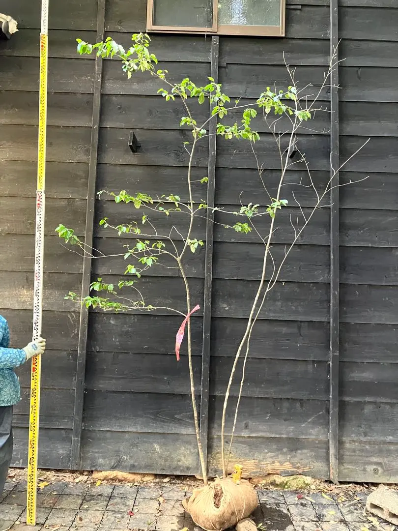 2026年最新】山採り ソヨゴの人気アイテム - メルカリ