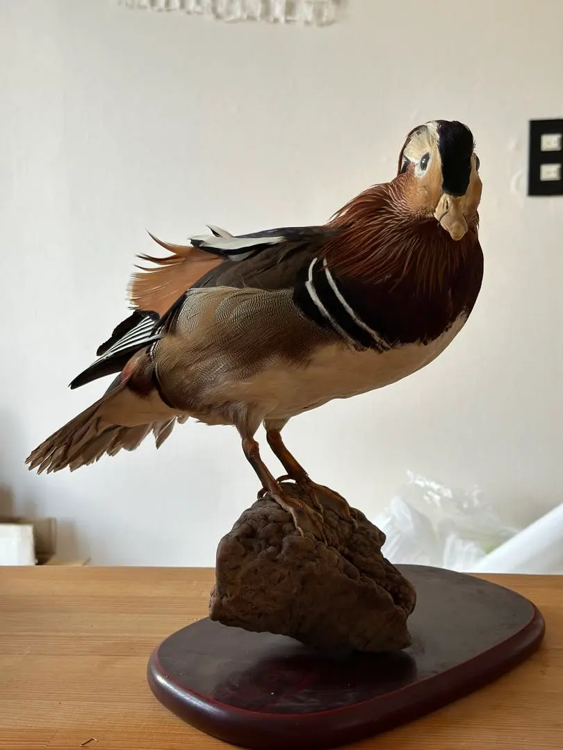 2026年最新】鴨 剥製の人気アイテム - メルカリ