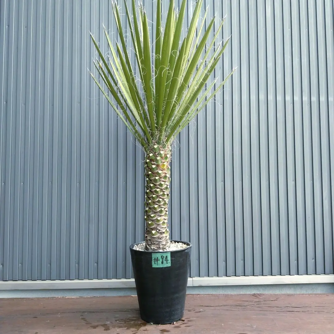 2026年最新】ユッカ フィリフェラの人気アイテム - メルカリ