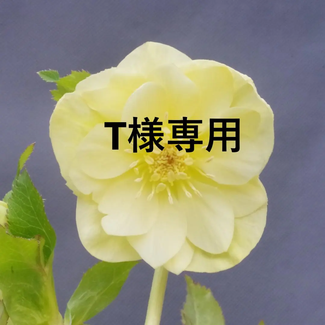 2026年最新】かぐや姫 クリスマスローズの人気アイテム - メルカリ