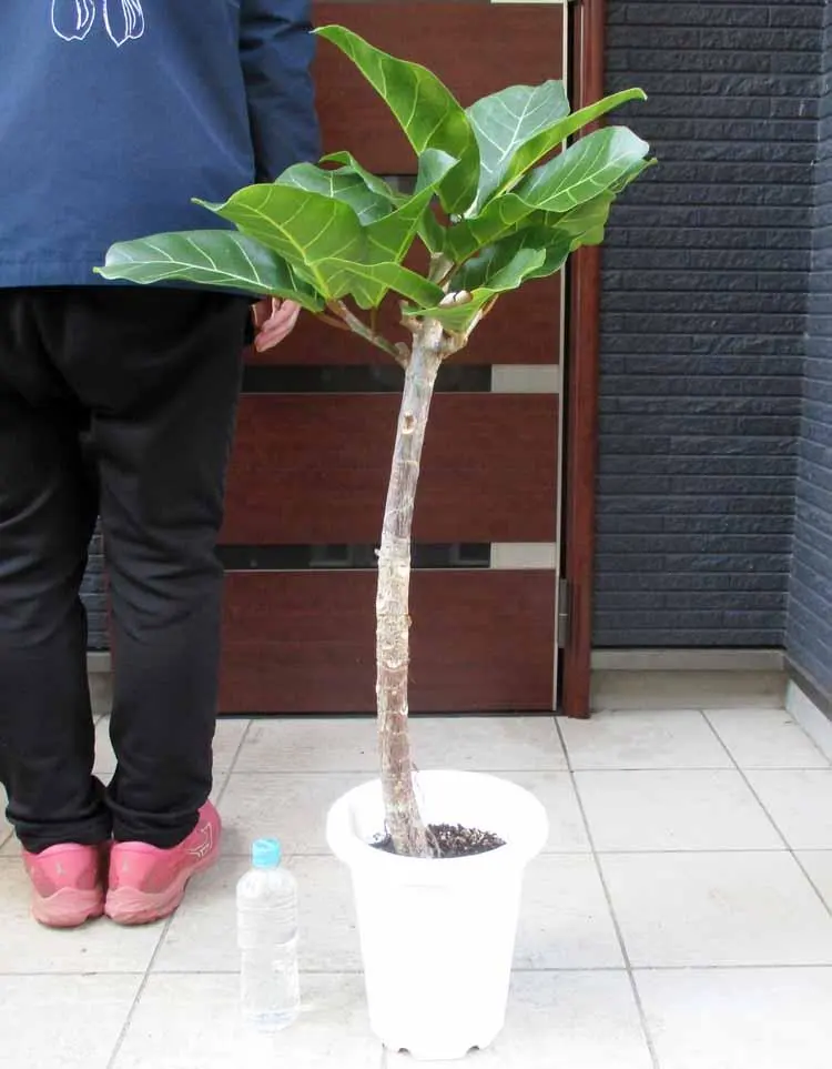 2026年最新】アフリカンプリンスの人気アイテム - メルカリ