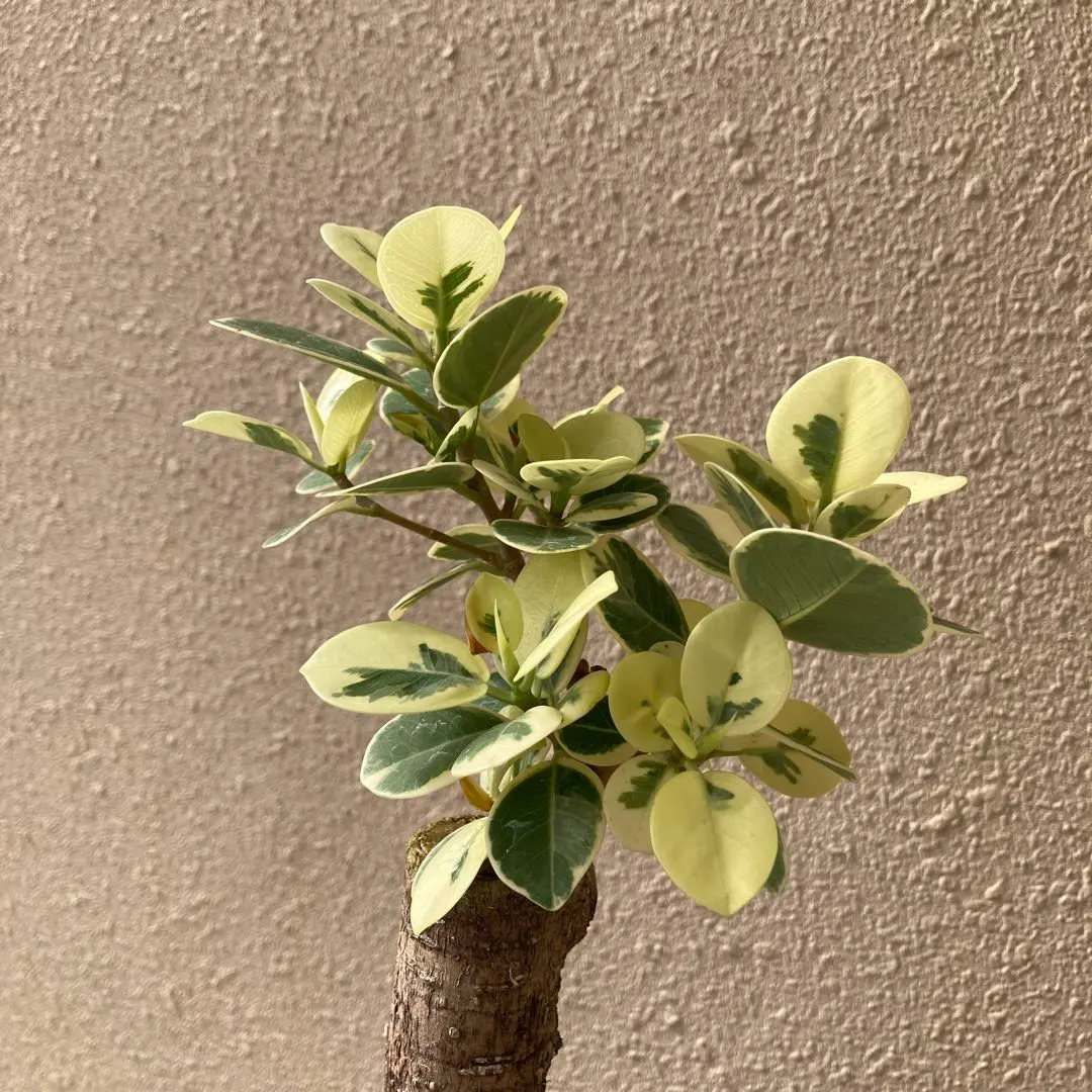 2026年最新】パンダガジュマル 斑入りの人気アイテム - メルカリ