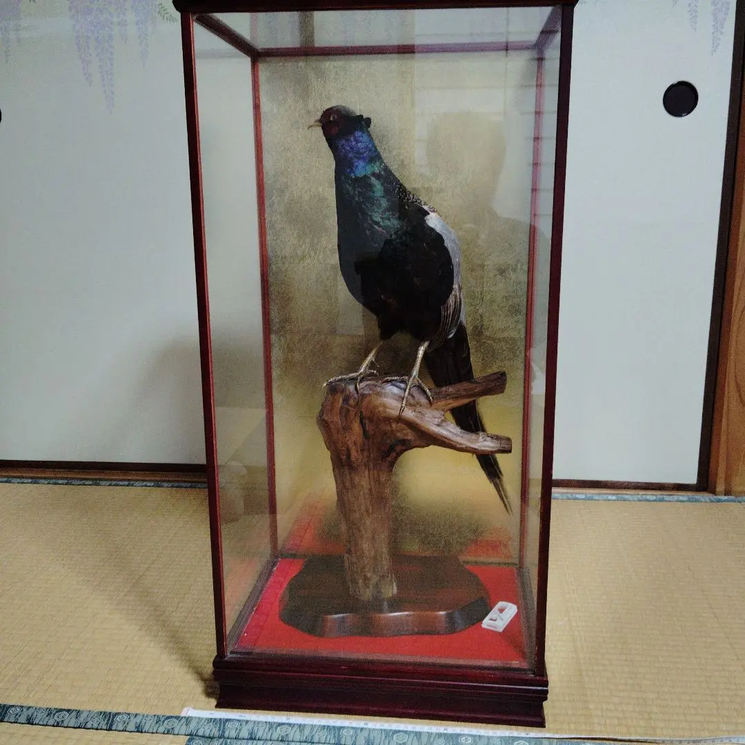 2026年最新】雉 剥製の人気アイテム - メルカリ