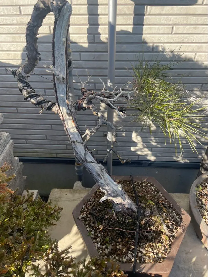 2026年最新】真柏 山採りの人気アイテム - メルカリ