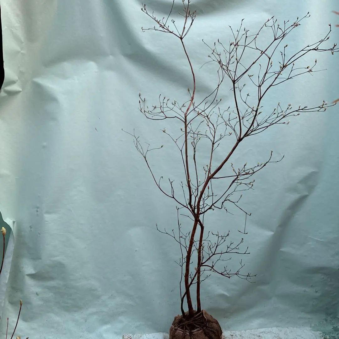 2026年最新】山採り ミツバツツジの人気アイテム - メルカリ