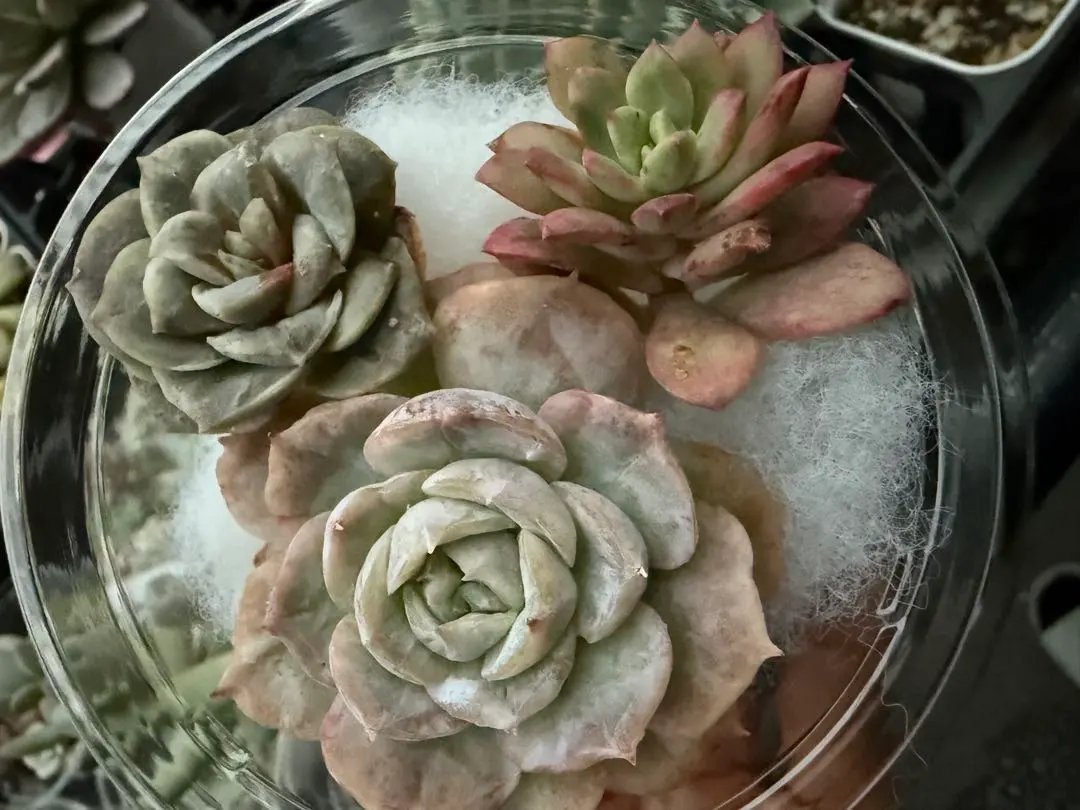 2026年最新】ラブリーローズ錦 赤斑の人気アイテム - メルカリ