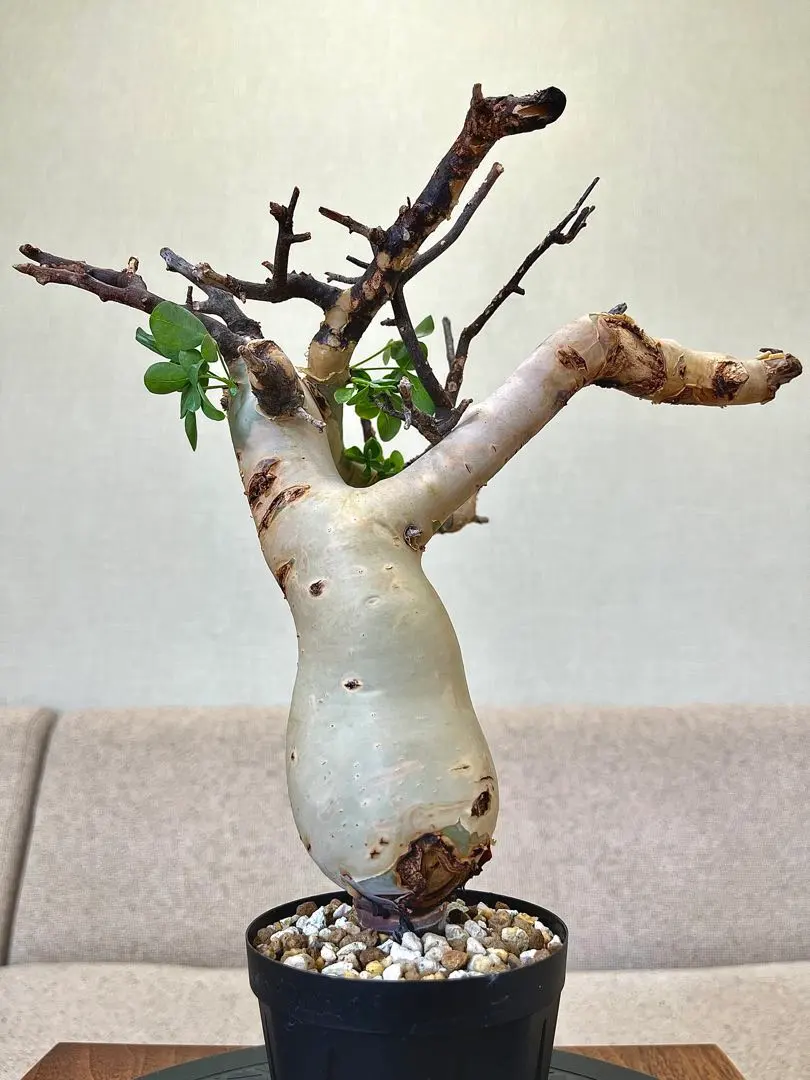 2026年最新】コミフォラ カタフ ピュアの人気アイテム - メルカリ