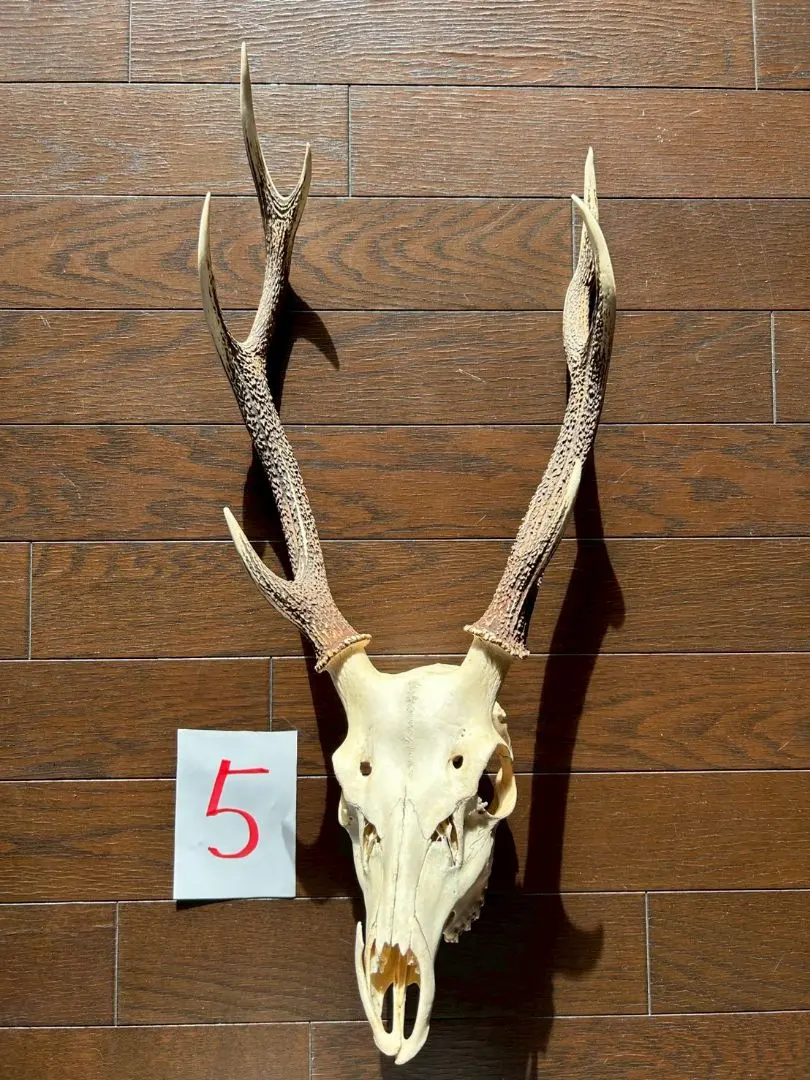 2026年最新】スカルトロフィーの人気アイテム - メルカリ