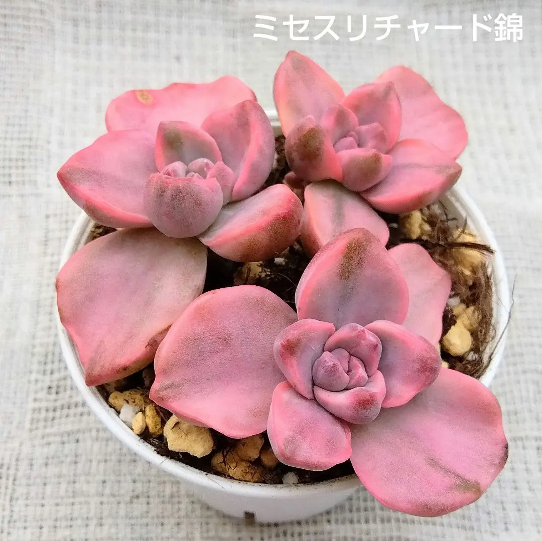 2026年最新】ミセスリチャード錦の人気アイテム - メルカリ