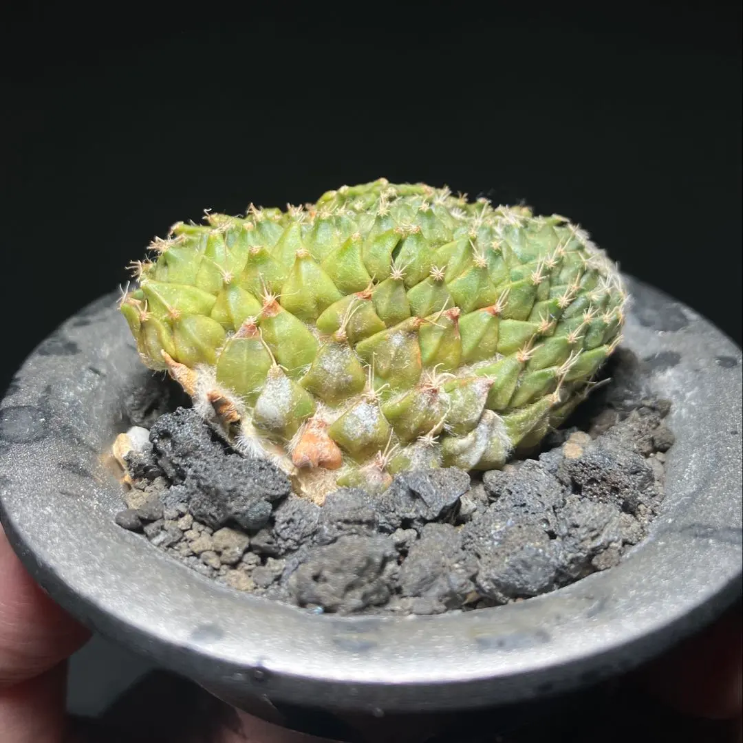 2026年最新】綴化 グラキリスの人気アイテム - メルカリ