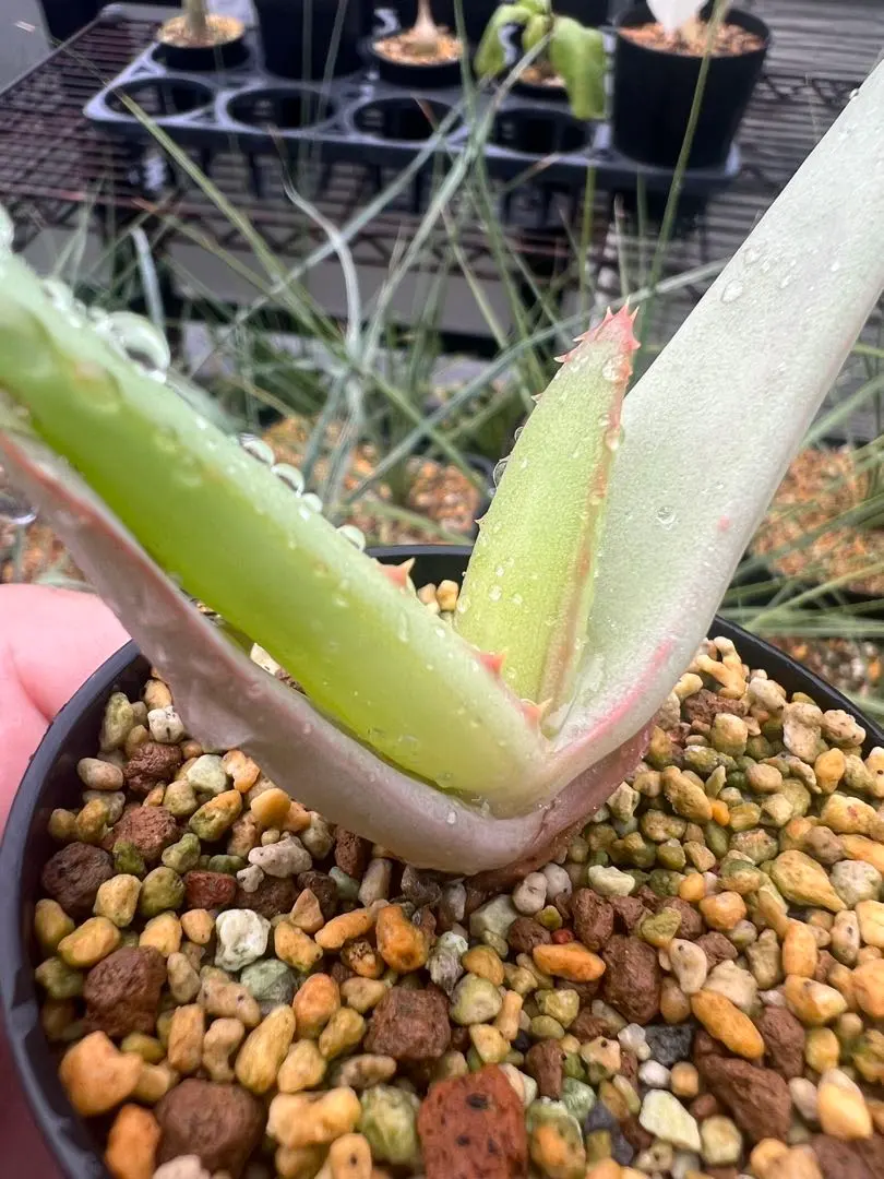 2026年最新】アロエ バンバレニーの人気アイテム - メルカリ