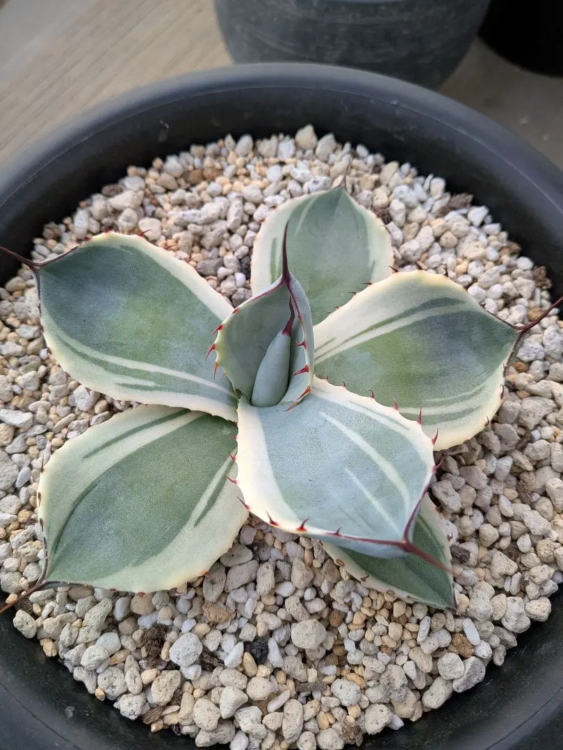 2026年最新】トランカータ オリザバの人気アイテム - メルカリ